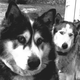 Illustration for article titled Shooting Challenge Pets Gallery 2